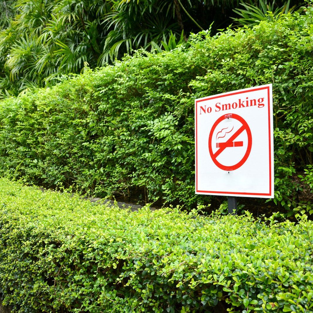 Plants And Cigarettes: Can Plants Be Affected By Secondhand Smoke