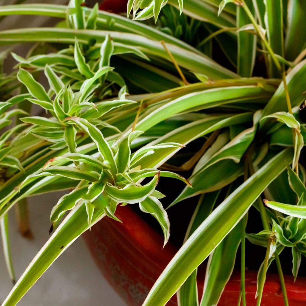 large pot plants Verona Extra Large Terracotta Pots main image 0