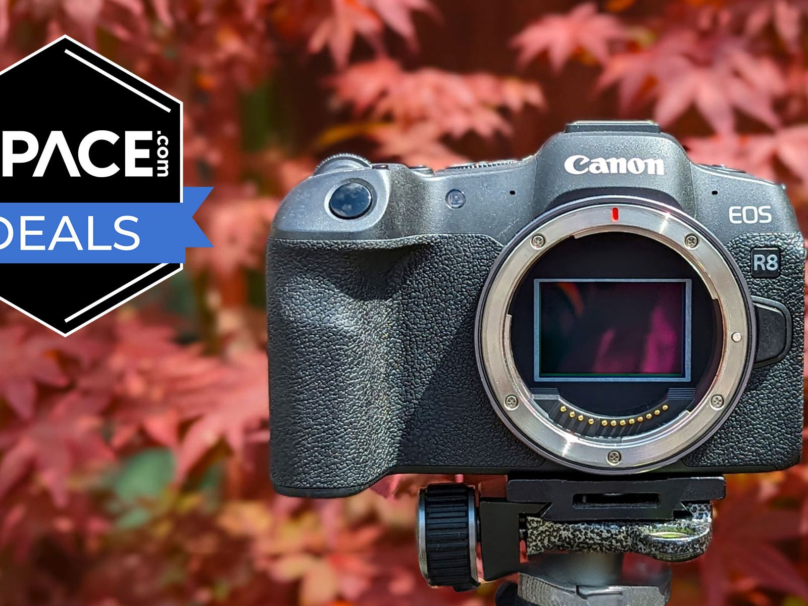 Walmart is offering $383 off the Canon EOS R8 and a wide-angle RF