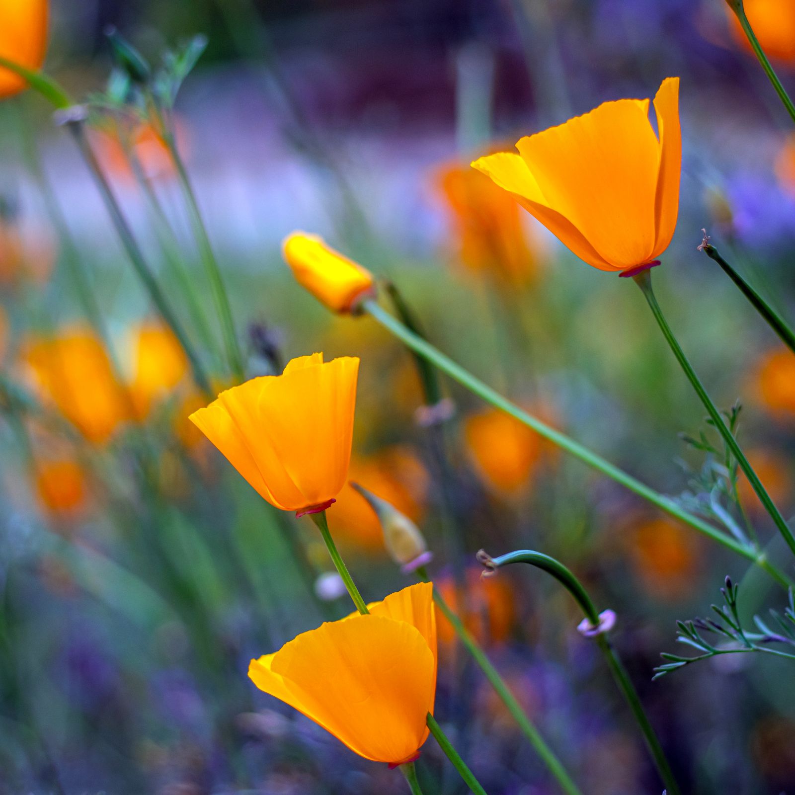 Eschscholzia californica, California poppy, golden poppy, Mexican poppy, California sunlight, or cup of gold growing in springtime, wildflowers in California.