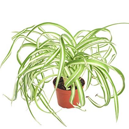 Shop Succulents | 'bonnie' Curly Spider Plant, Naturally Air Purifying House Plant in 4&amp;quot; Pot, Easy Care, Live Indoor House Plant