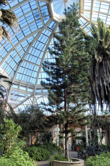 an image of the inside of Avery Hill Winter Garden