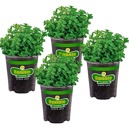 Bonnie Plants Lemon Balm Live Herb Plants - 4 Pack, Perennial in Zones 5 to 9, for Lemon Flavor in a Variety of Dishes &amp;amp; Teas