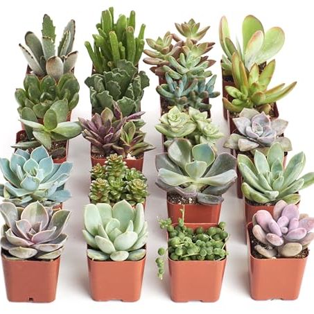 Shop Succulents Unique Succulent Plant Pack Bulk Collection - Live Mini Succulent Plants, Low Maintenance, Exceptional Colors &amp;amp; Textures - Wedding and Party Favors, Gift &amp;amp; Garden, Pack of 20