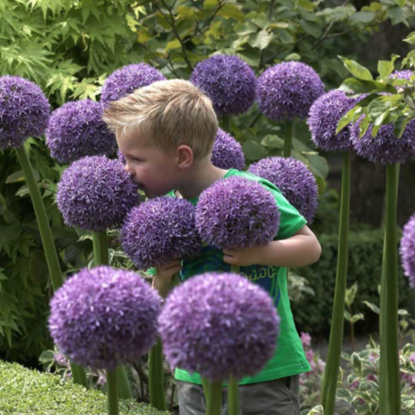 4 Gladiator Allium Bulbs