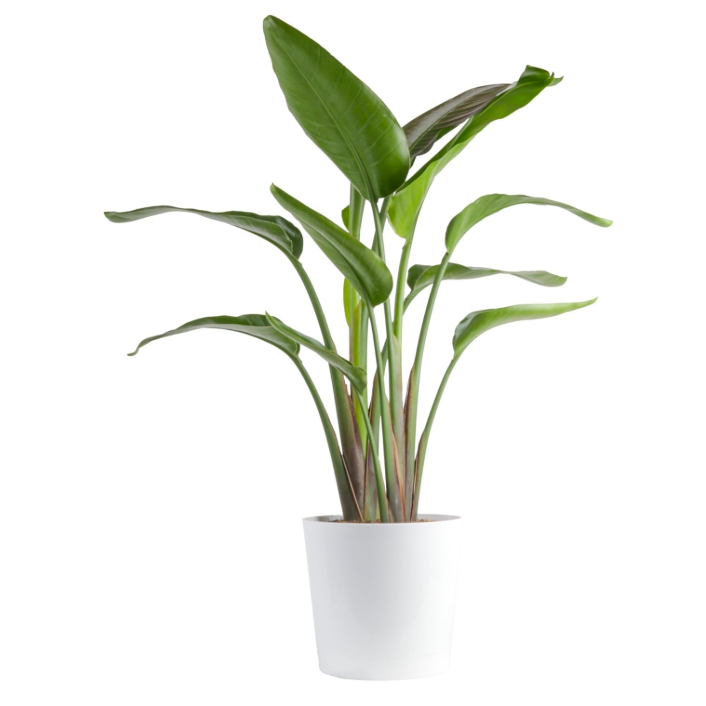 Amazon white bird of paradise