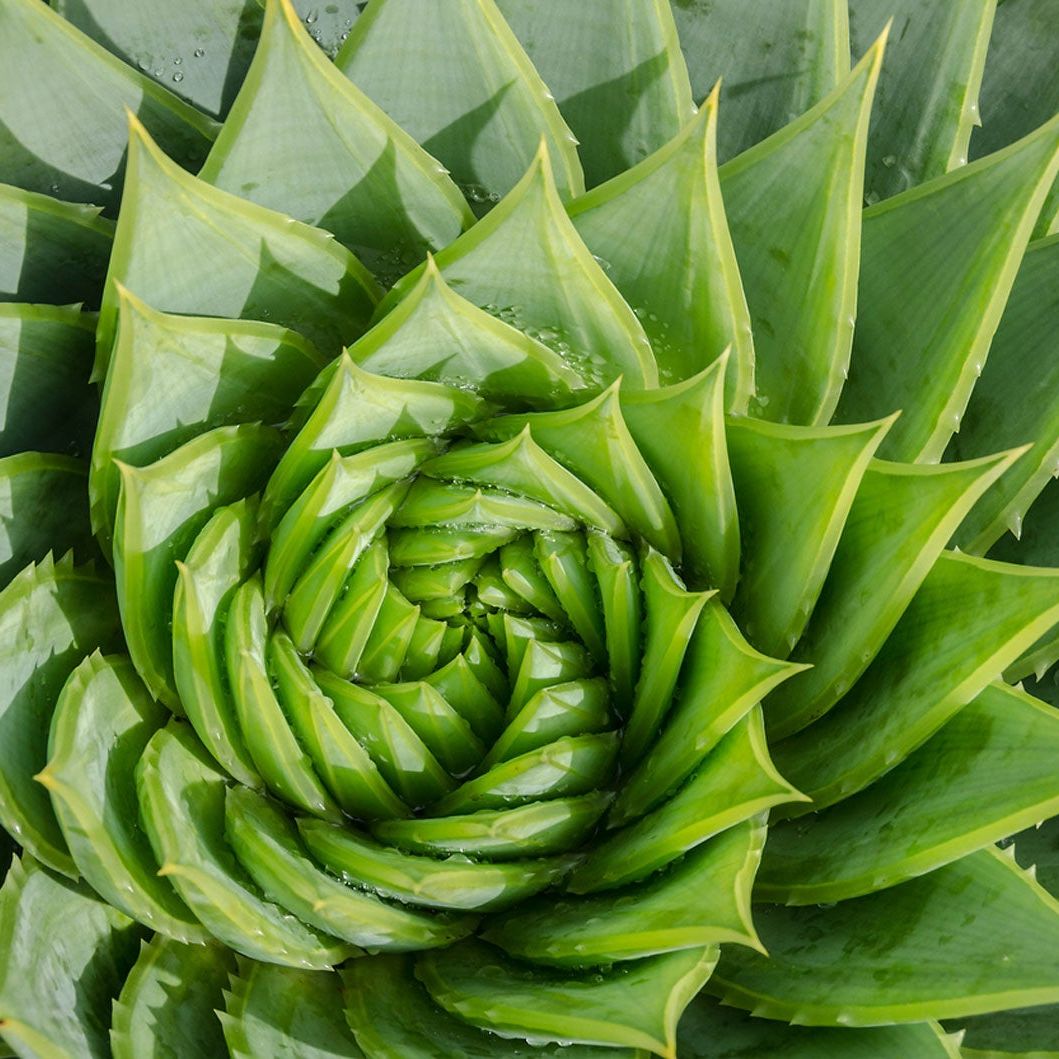 What Is A Spiral Aloe Plant  How To Grow A Spiral Aloe Succulent |  Gardening Know How