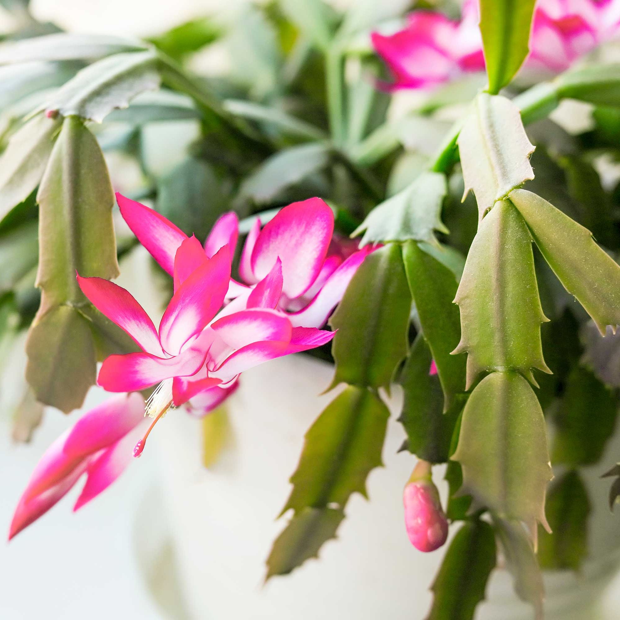 pink Thanksgiving cactus flowers