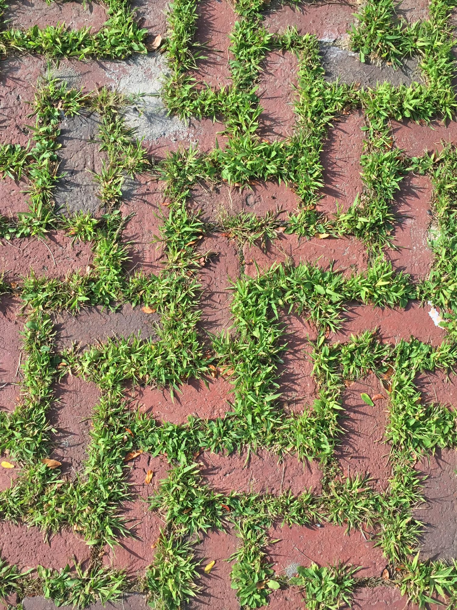 Weeds growing between paver bricks on patio