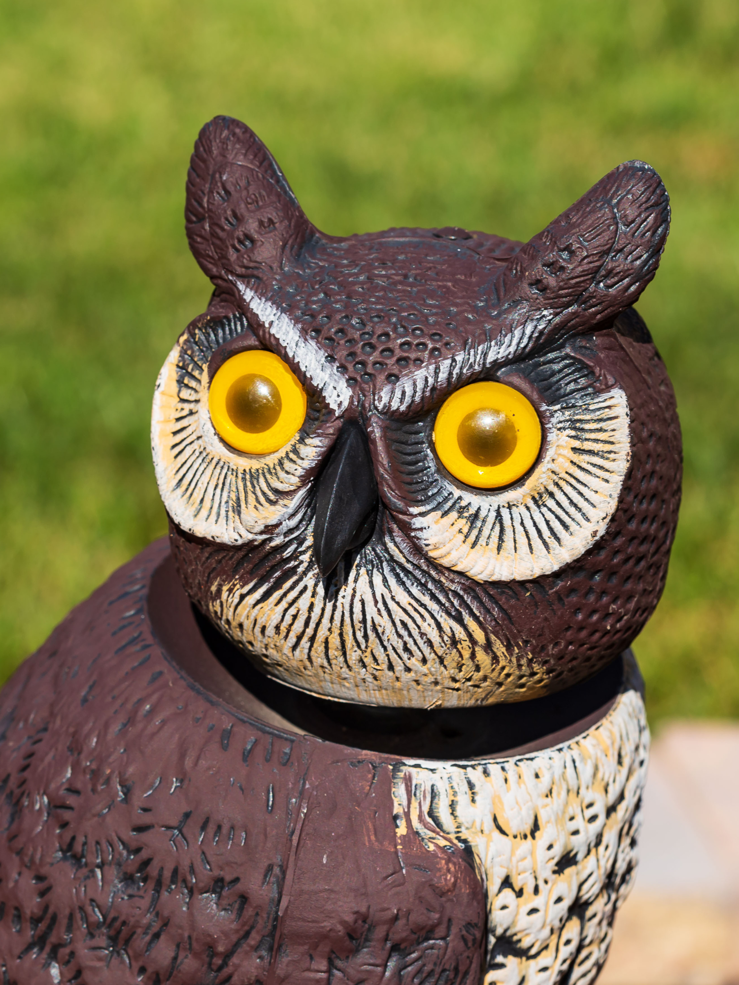 Predator decoy; this owl has kept a close eye on the garden all summer for the most part