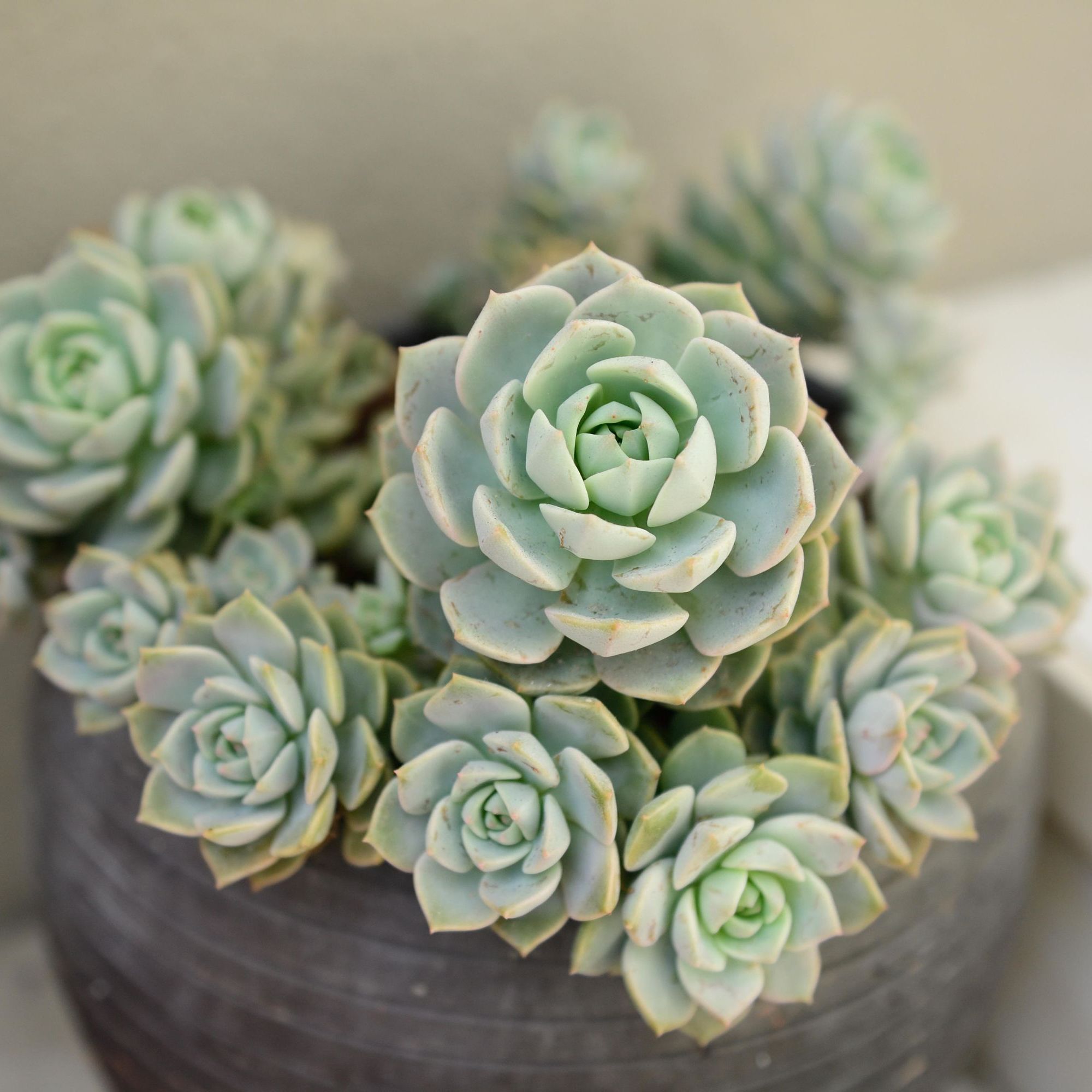 Echeveria