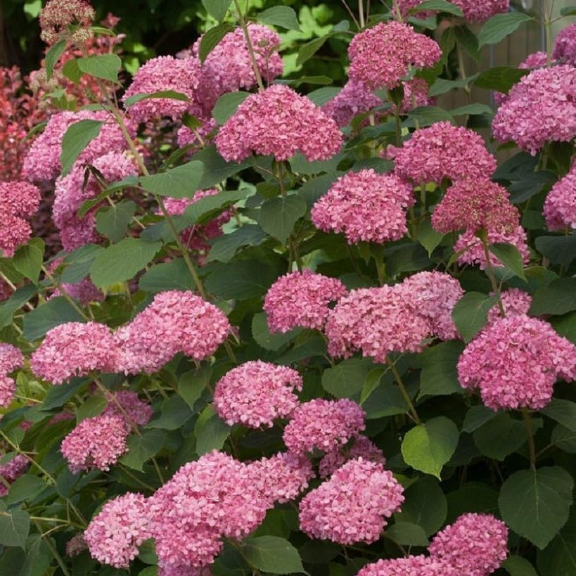 Invincibelle&amp;reg; Spirit Ii Hydrangea - 4&quot; Pot - Proven Winners