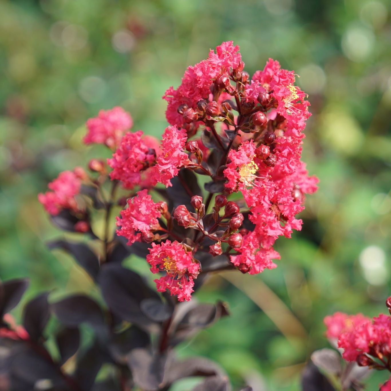 Center Stage&amp;reg; Pink Crape Myrtle