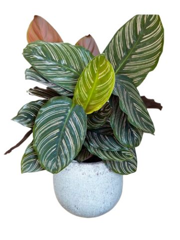 Calathea Ornata