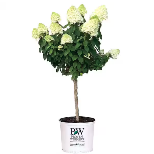 Home Depot, Limelight Hydrangea Tree