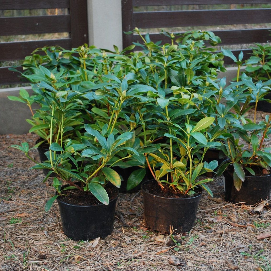 Can Rhododendrons Grow In A Container - Selecting Rhododendrons For  Containers | Gardening Know How