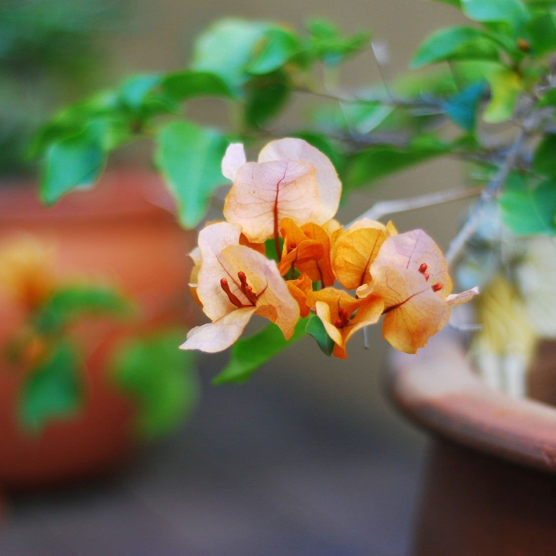 Bougainvillea Container Care - How To Grow Bougainvillea In A Pot |  Gardening Know How