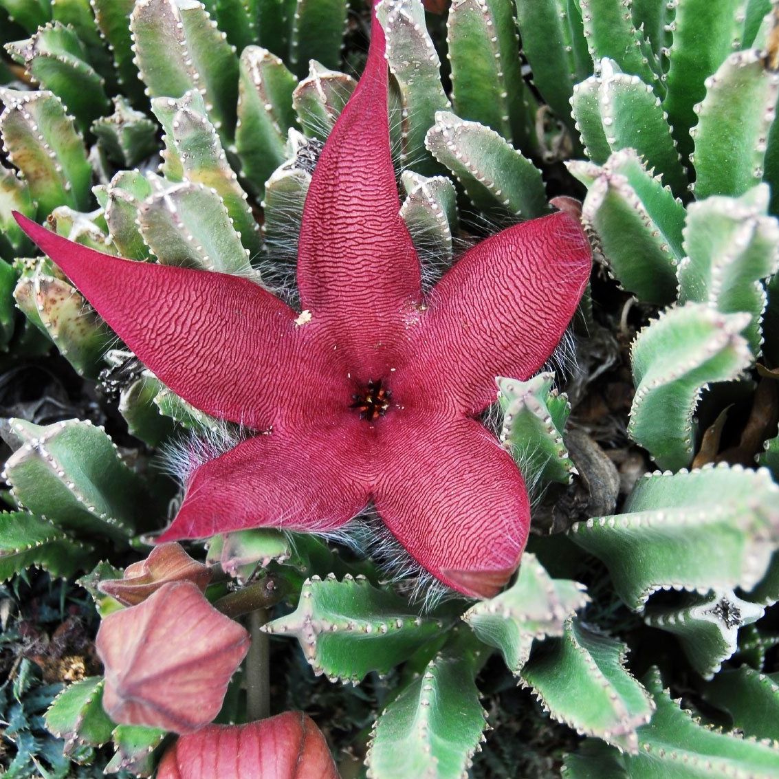 mexican hat flower seeds Bulk Mexican Hat Seeds 1 Ounce