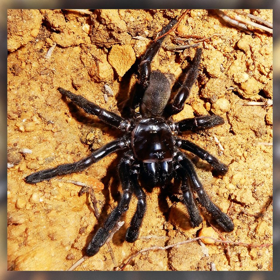 Say Goodbye to the World's Oldest Spider, Dead at 43 | Live Science