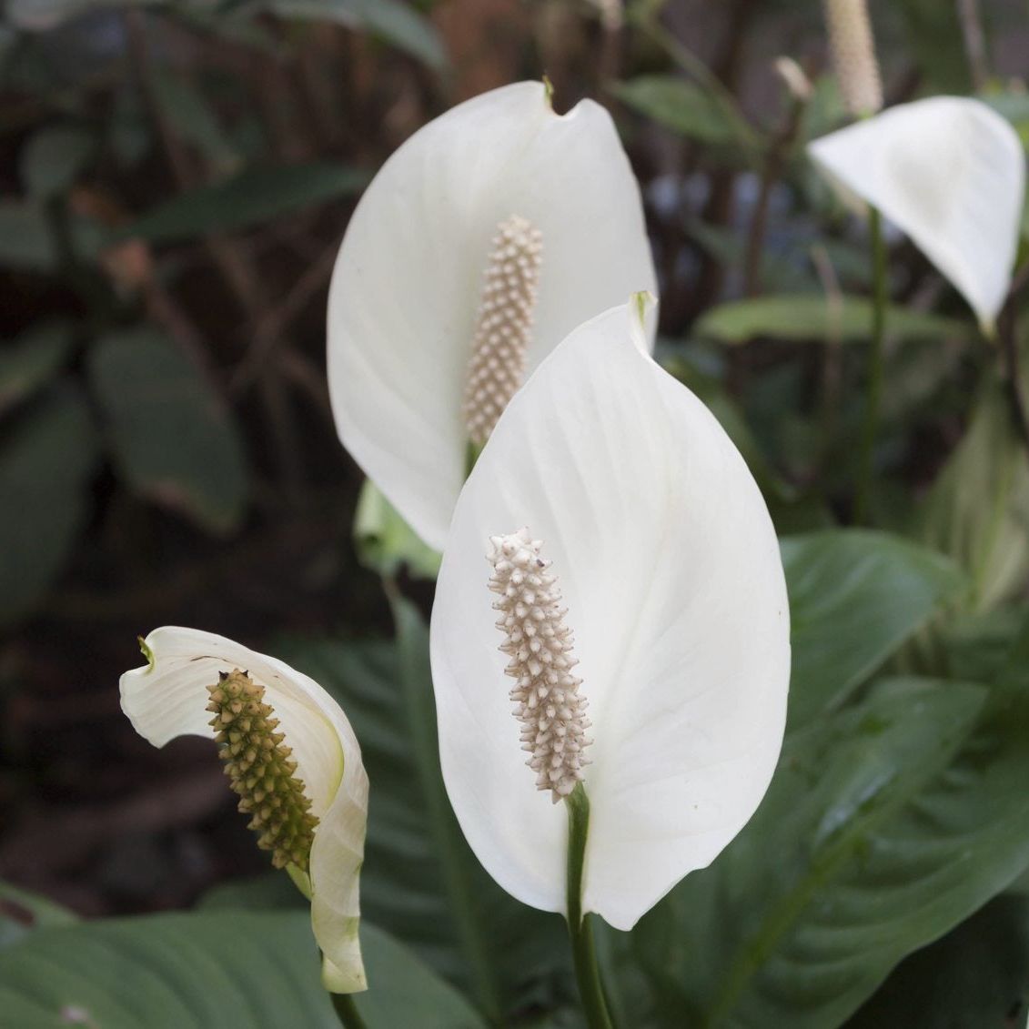 Clean Air With Peace Lilies: Using Peace Lily Plants For Air Purification |  Gardening Know How