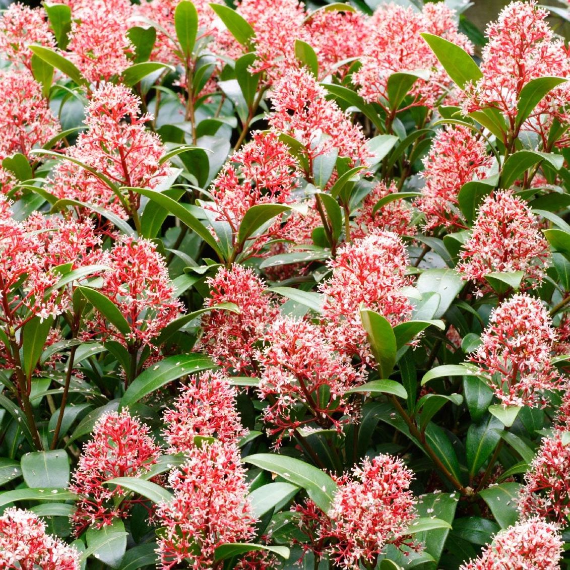 Skimmia Information - Learn About Skimmia Growing Tips And Care | Gardening  Know How