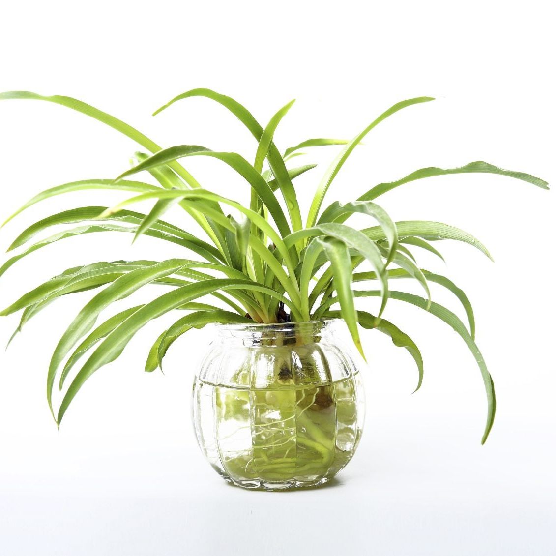 Growing A Spider Plant In Water - Leaving Rooted Spider Plants In Water |  Gardening Know How