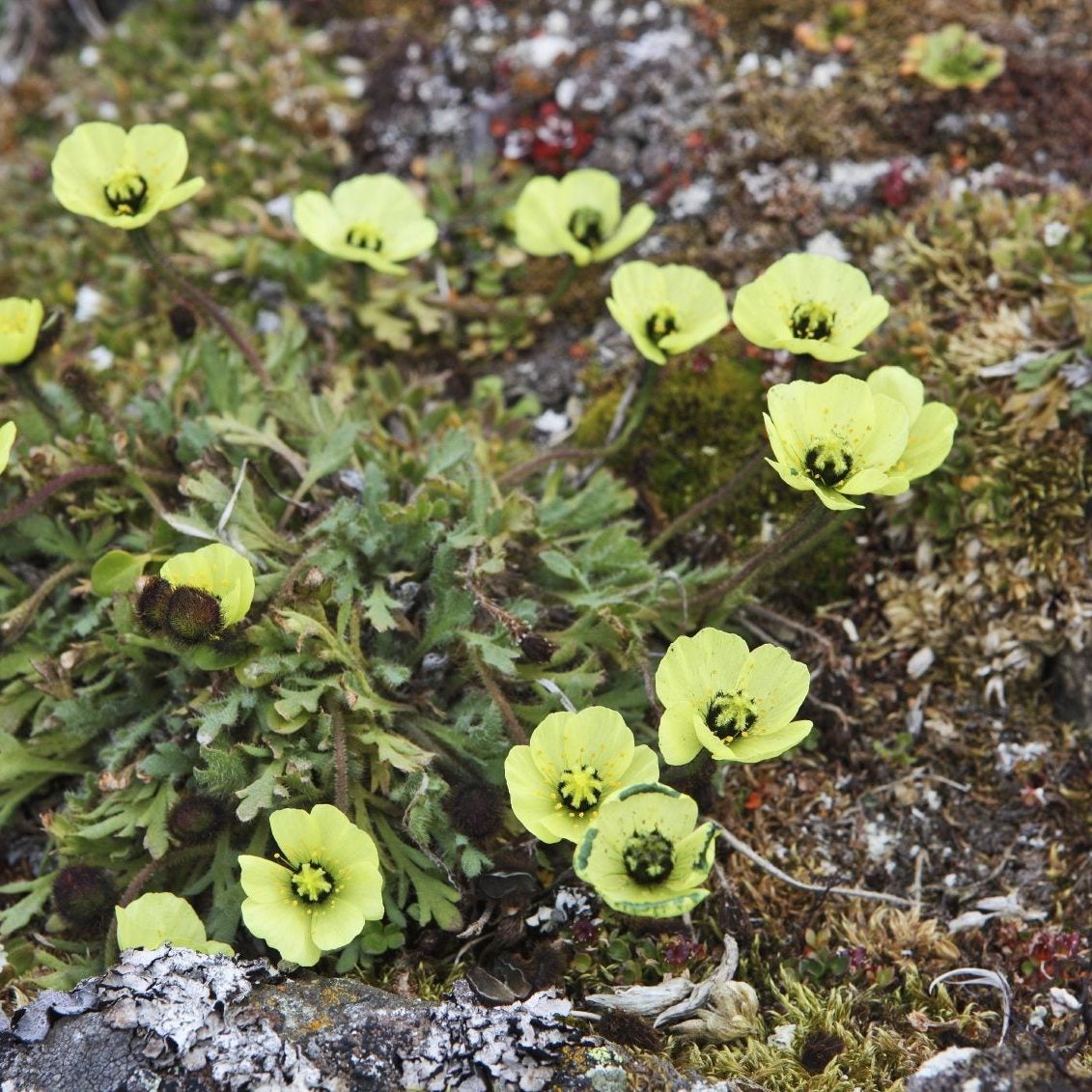 Iceland Poppy Care - How To Grow Arctic Poppies In The Garden | Gardening  Know How