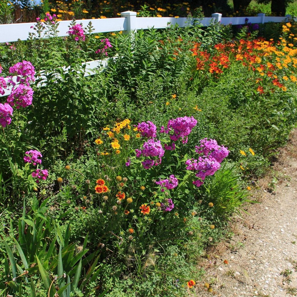 Zone 5 Gardens - What Are The Best Plants For Zone 5 | Gardening Know How