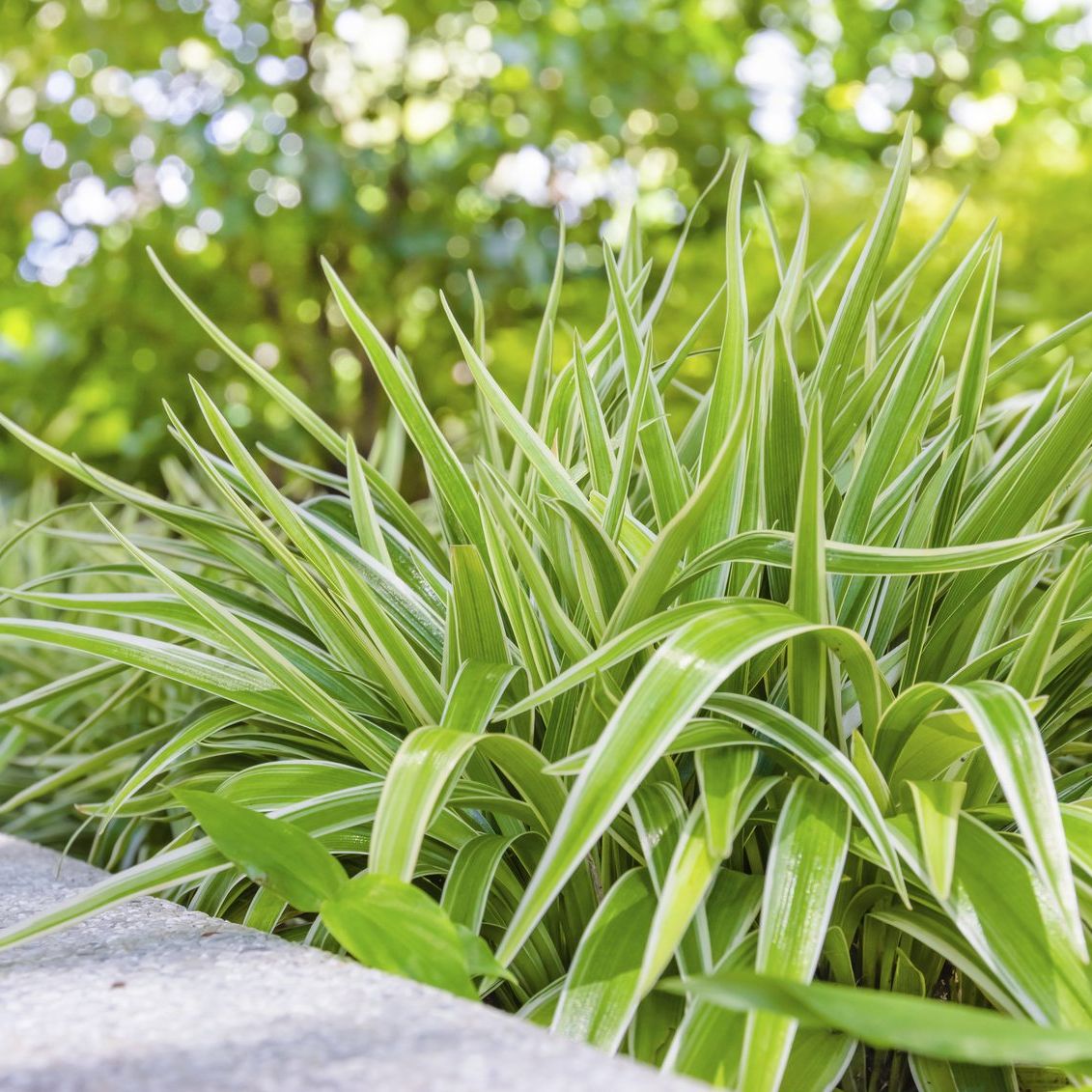 Caring For Spider Plants In Gardens - Using Spider Plant For Ground  Coverage | Gardening Know How