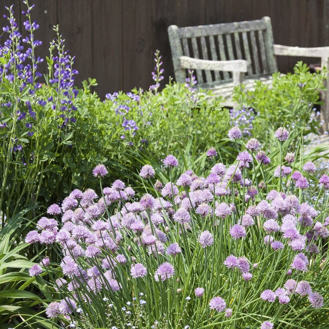 What To Grow Near Chives: Learn About Good Companion Plants For Chives |  Gardening Know How
