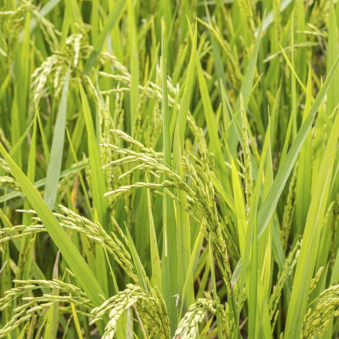 Pictures Of Rice Plants