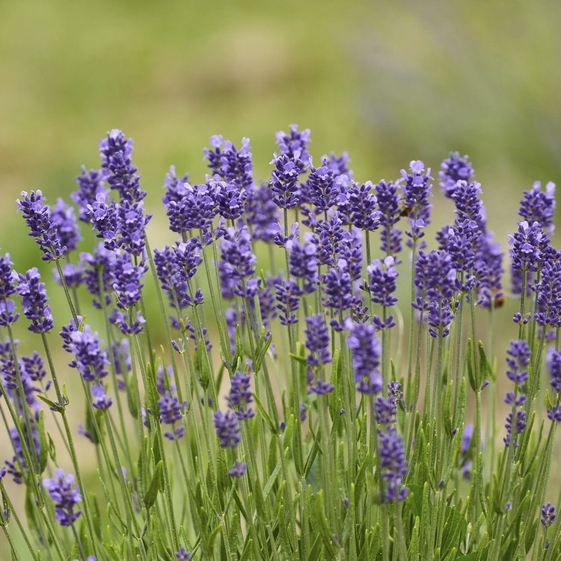 hidcote lavender plants English Lavender Plant main image 0