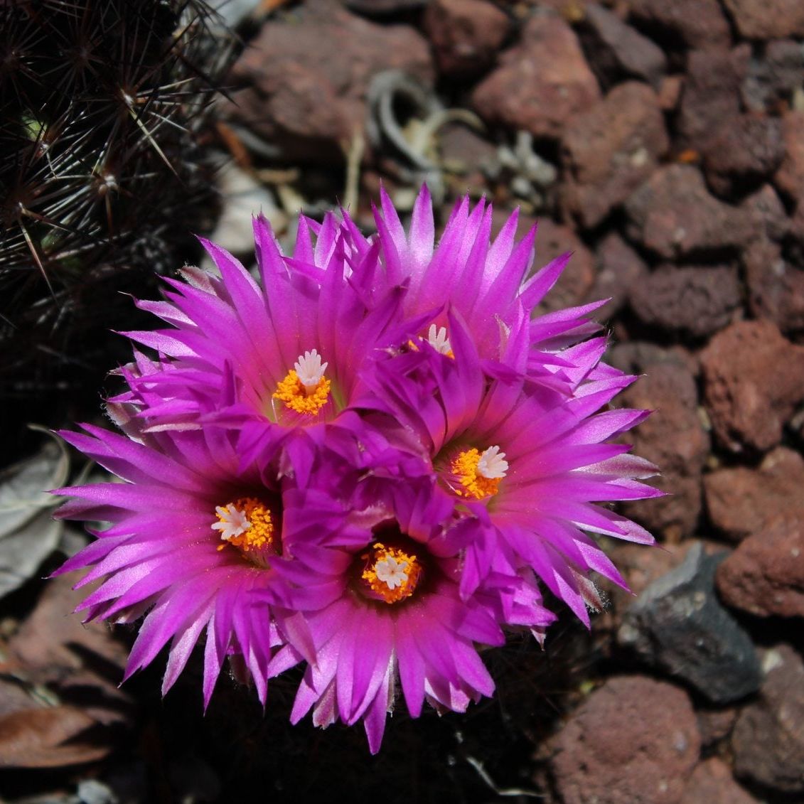Cactus For Zone 4 Gardens - Growing Cactus In Cold Climates | Gardening  Know How