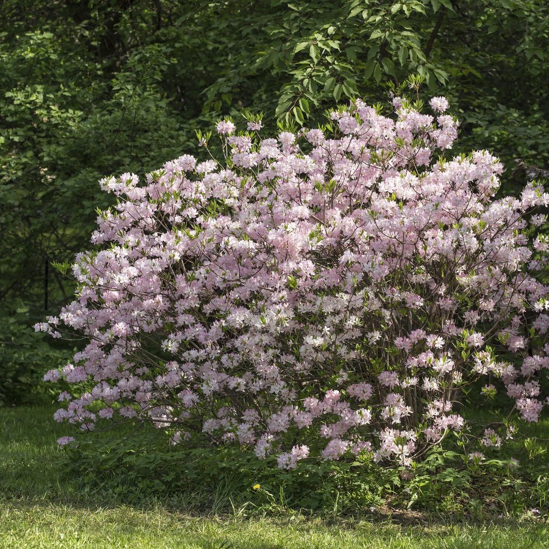 chinese rhododendron R. davidsonianum