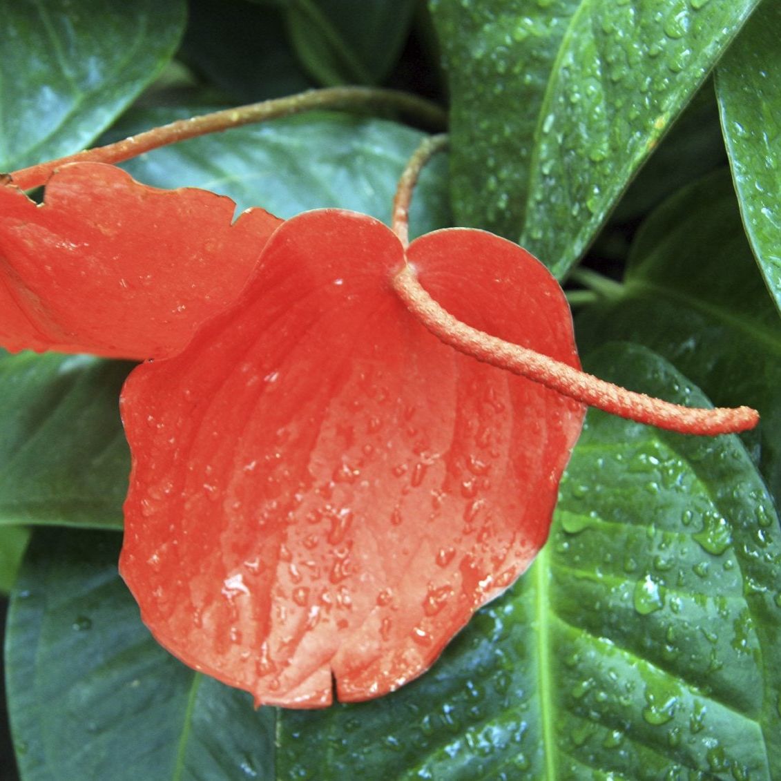 When To Water An Anthurium Plant: What Are Anthurium Water Requirements |  Gardening Know How