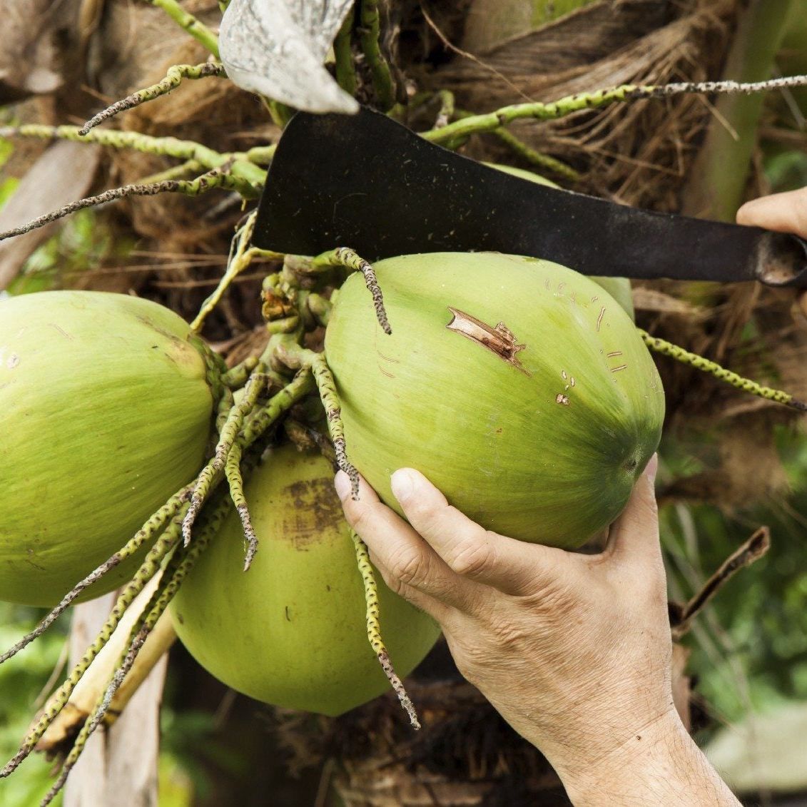 Harvesting Of Coconut Trees - How To Pick Coconuts From Trees ...