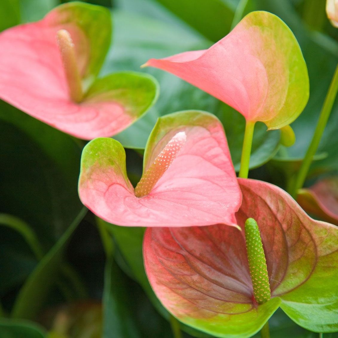 Color Change In Anthuriums - Why Did My Anthurium Flowers Turn Green |  Gardening Know How