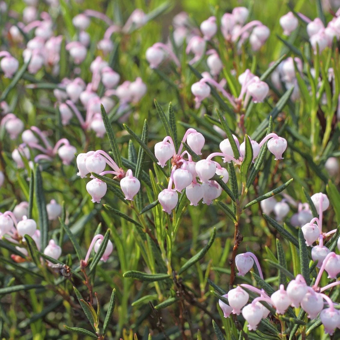 What Is Bog Rosemary - Learn About Marsh Andromeda Plants | Gardening Know  How