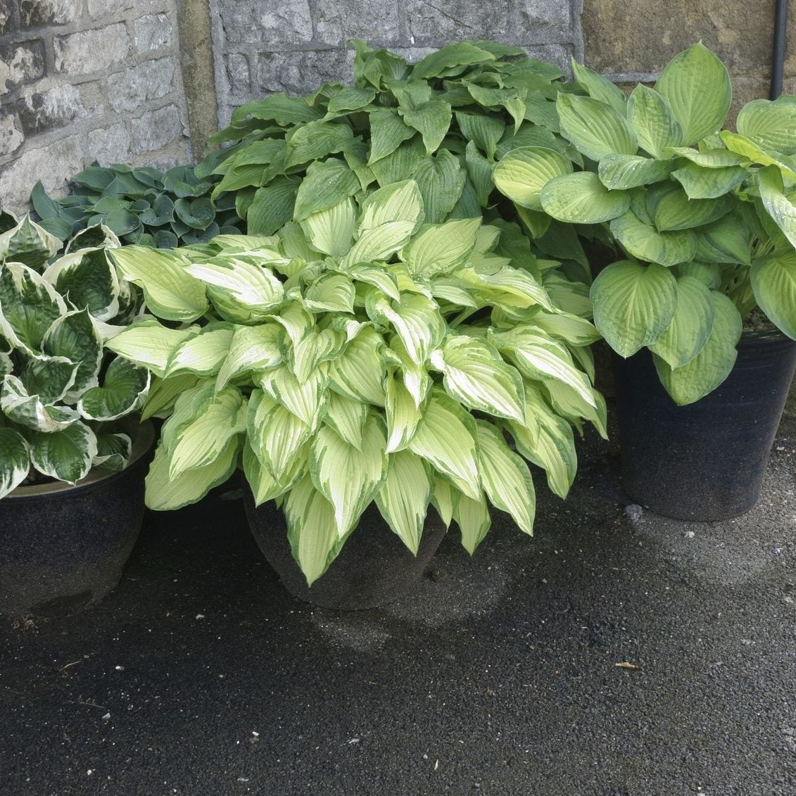 Can I Grow Hosta Inside - Tips On Growing Hosta As An Indoor Plant |  Gardening Know How