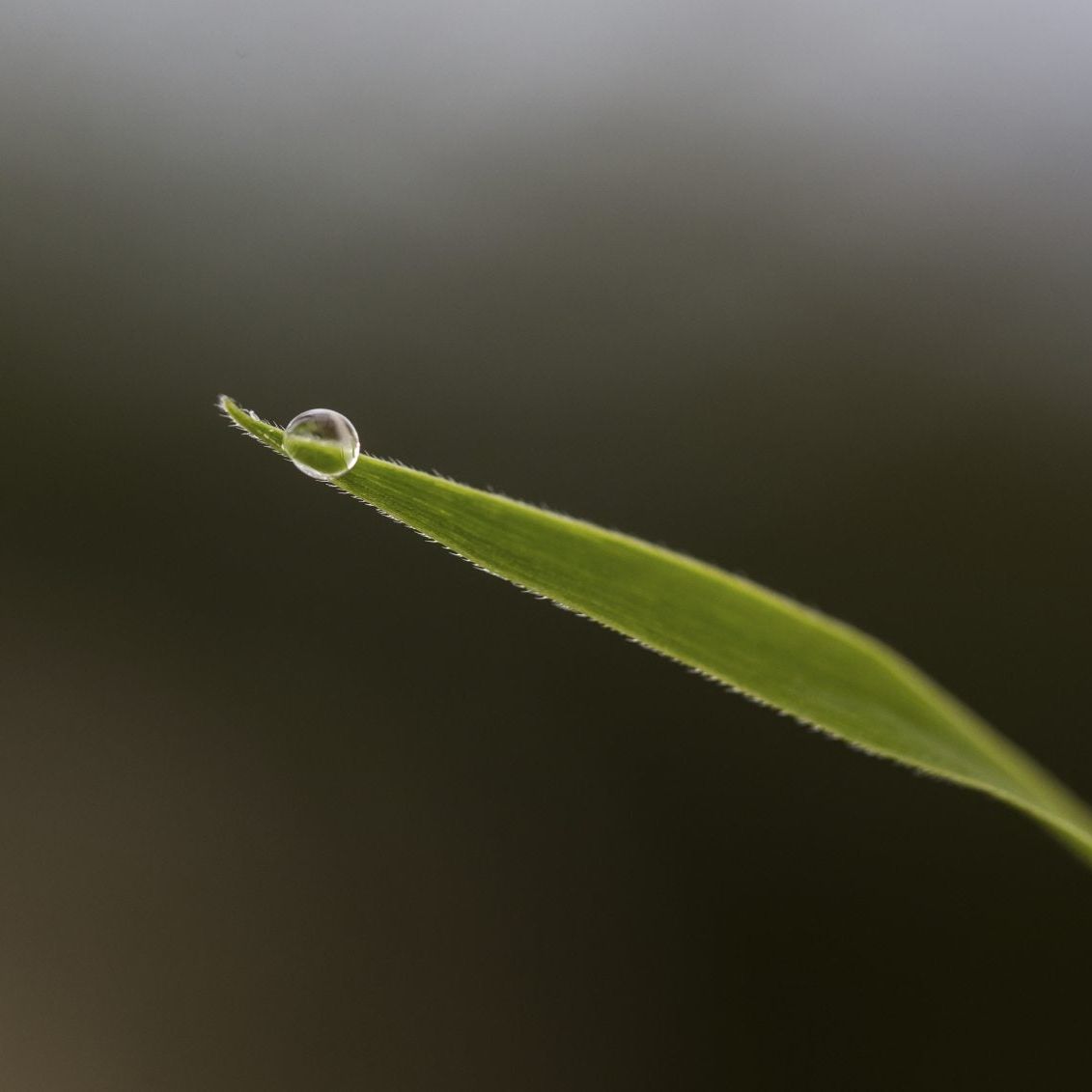 Conditions For Guttation In Plants: When Does Guttation Occur And Is It  Harmful | Gardening Know How
