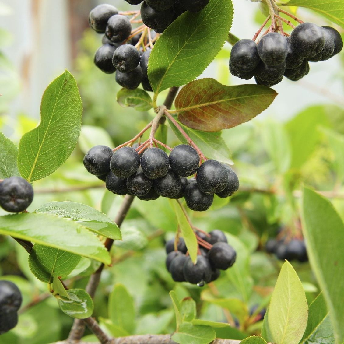 dead stick plant Euphorbia platyclada – Kyle's Plants