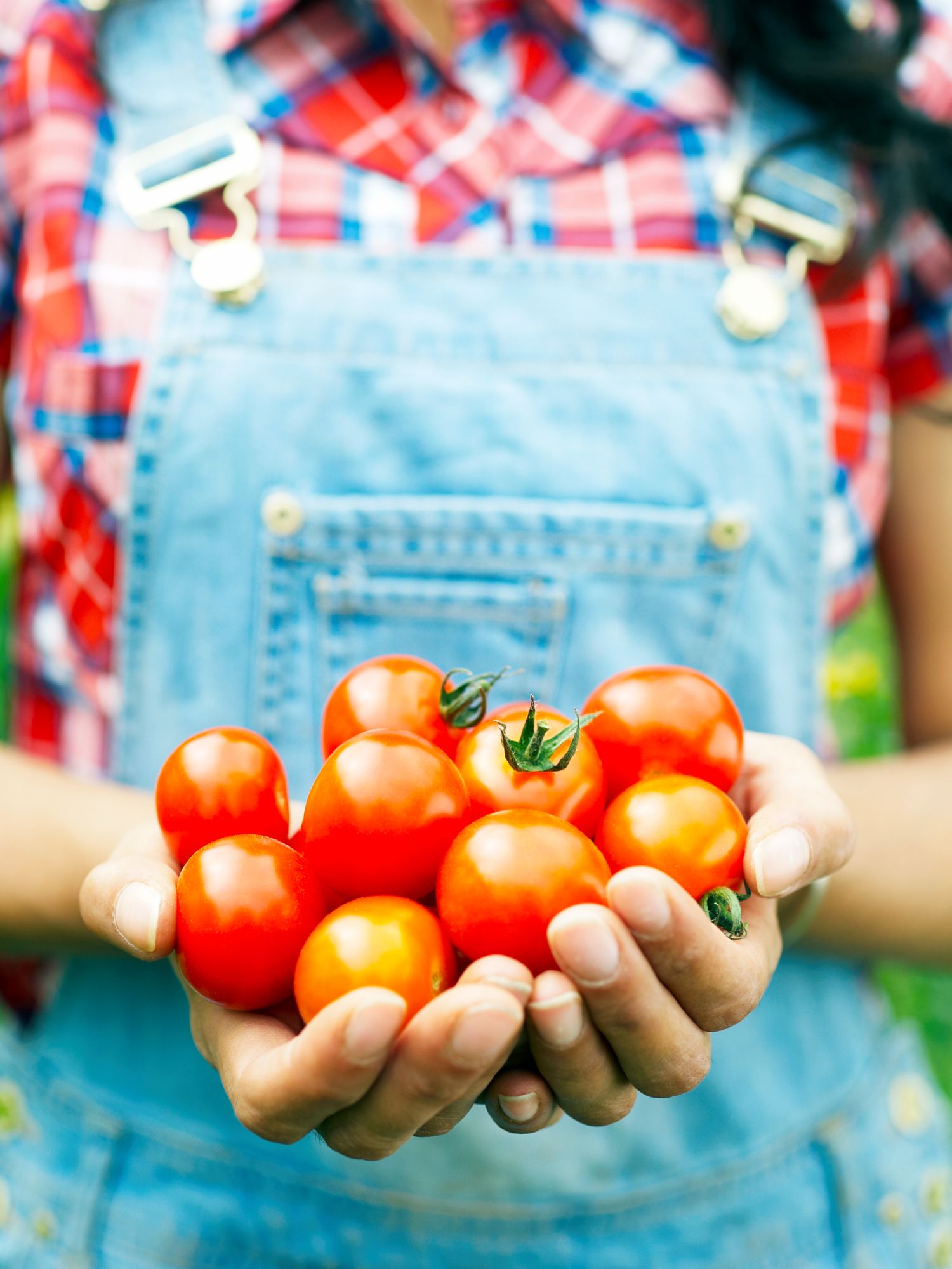 woman holding a bumper crop of homegrown tomatoes in her hands in the garden