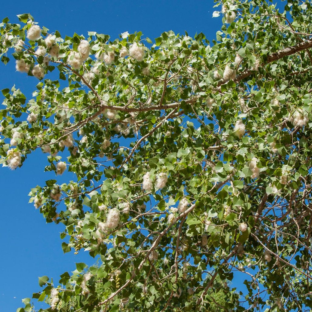 olivenbaum trägt früchte Olivenbaum Hochstamm kaufen