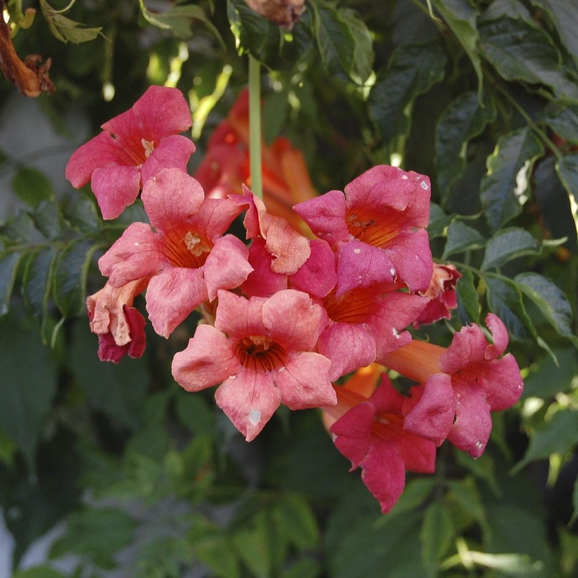 thumbnail image 2 of 12 Live Red Trumpet Vine Cuttings - Organic Perennial, Attracts Hummingbirds 2 of 6