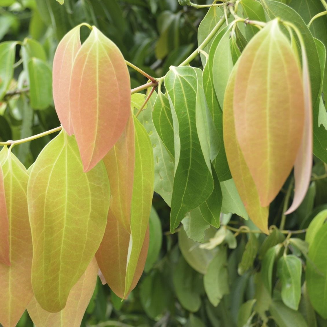 Ceylon Cinnamon Growing - Information About Cinnamomum Zeylanicum Plants |  Gardening Know How