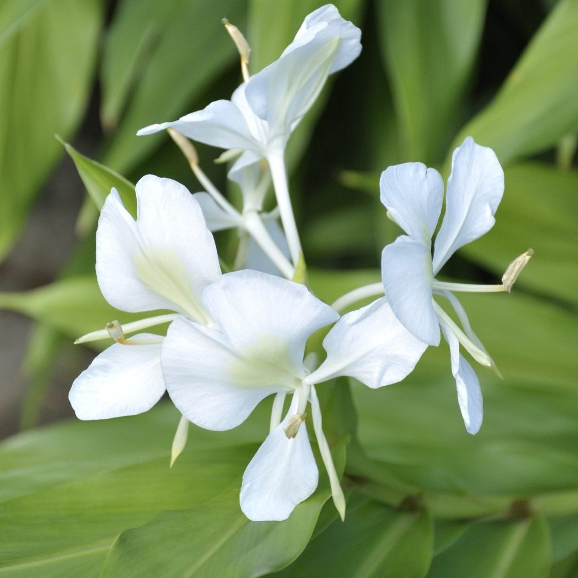 Butterfly Ginger Lily Care - Growing Hedychium Ginger Lilies | Gardening  Know How