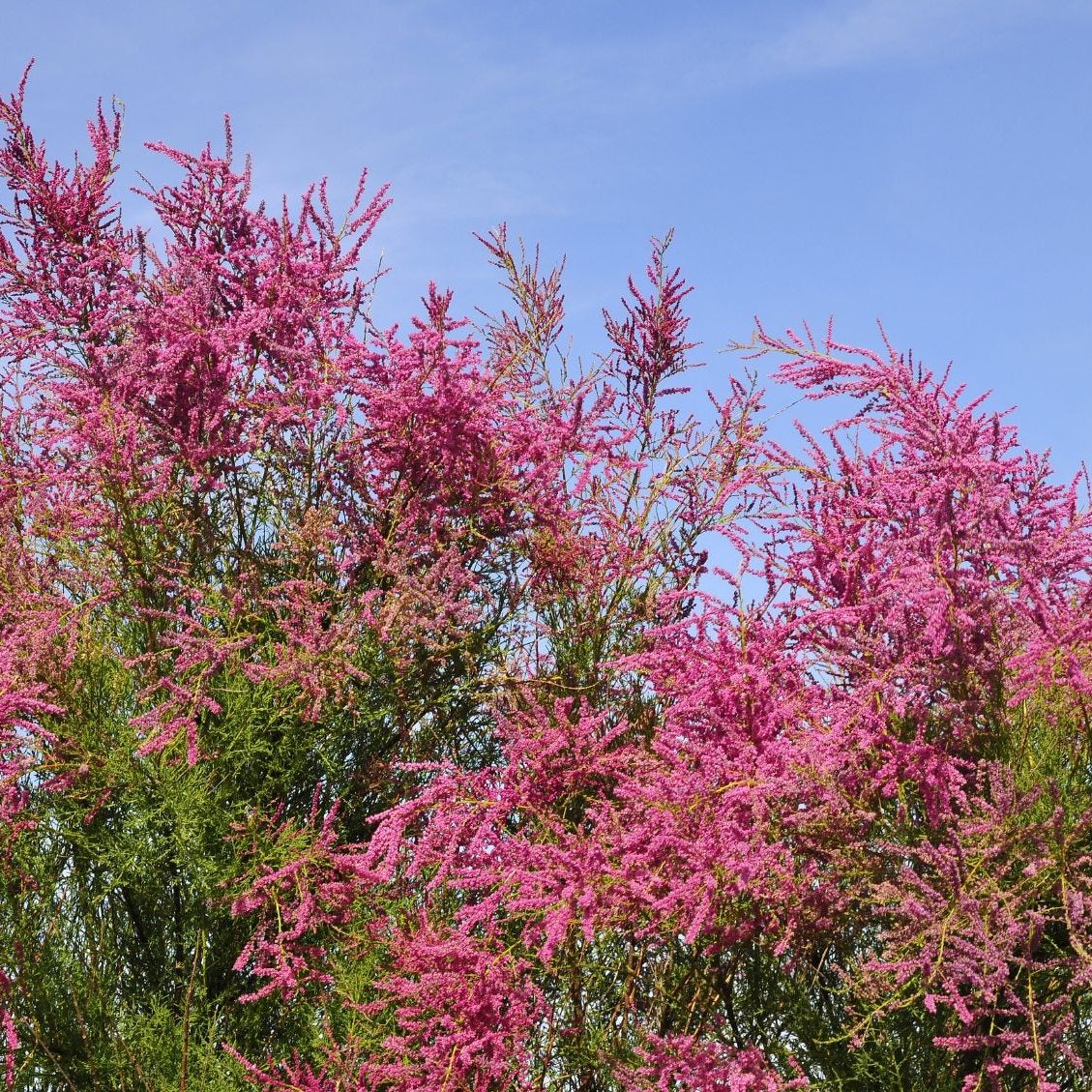 What Are Uses For Tamarix - Learn About Tamarix In The Landscape |  Gardening Know How