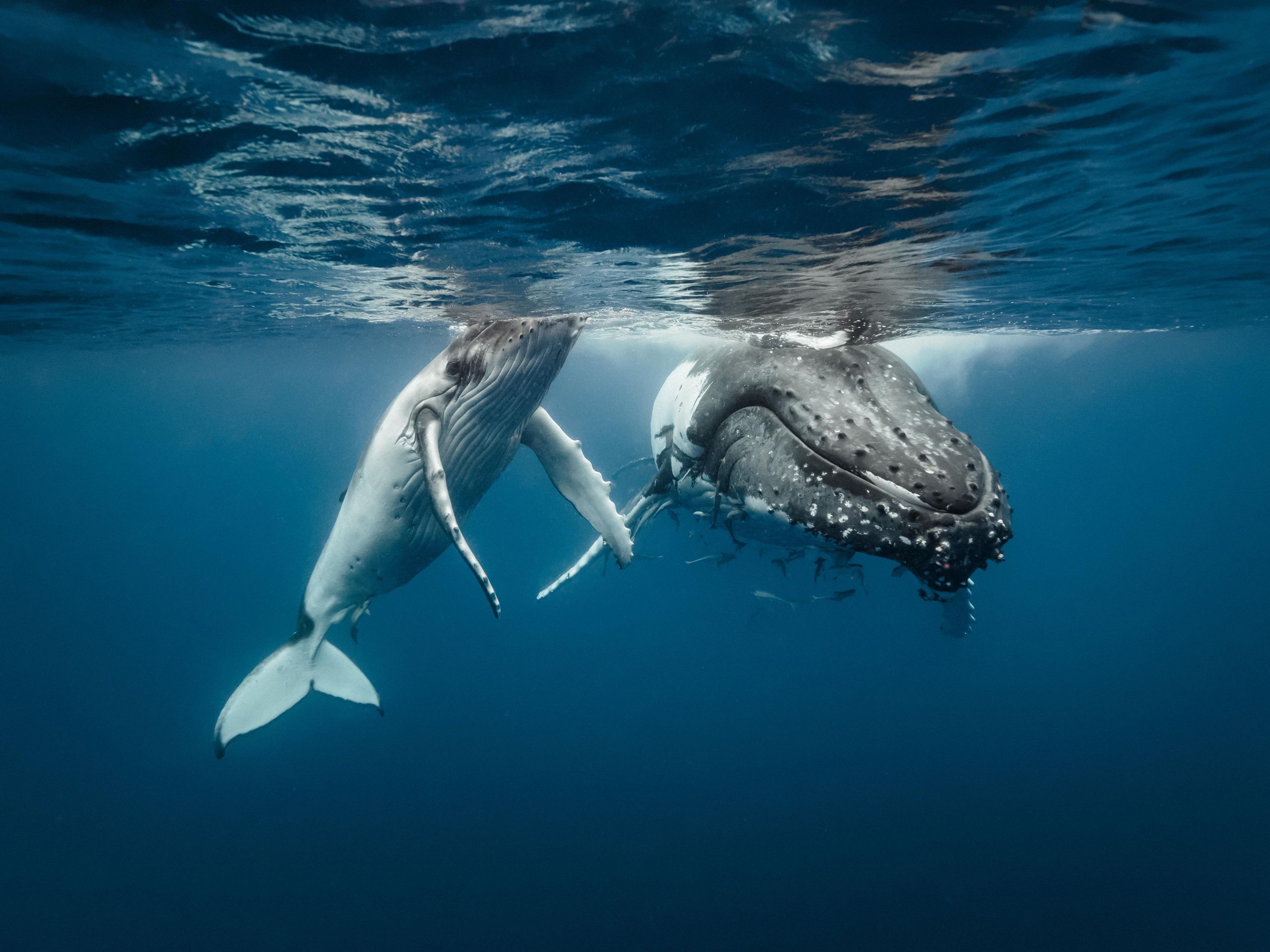 Humpback Whales Plagiarize the Tunes of Other Whales (Even Oceans