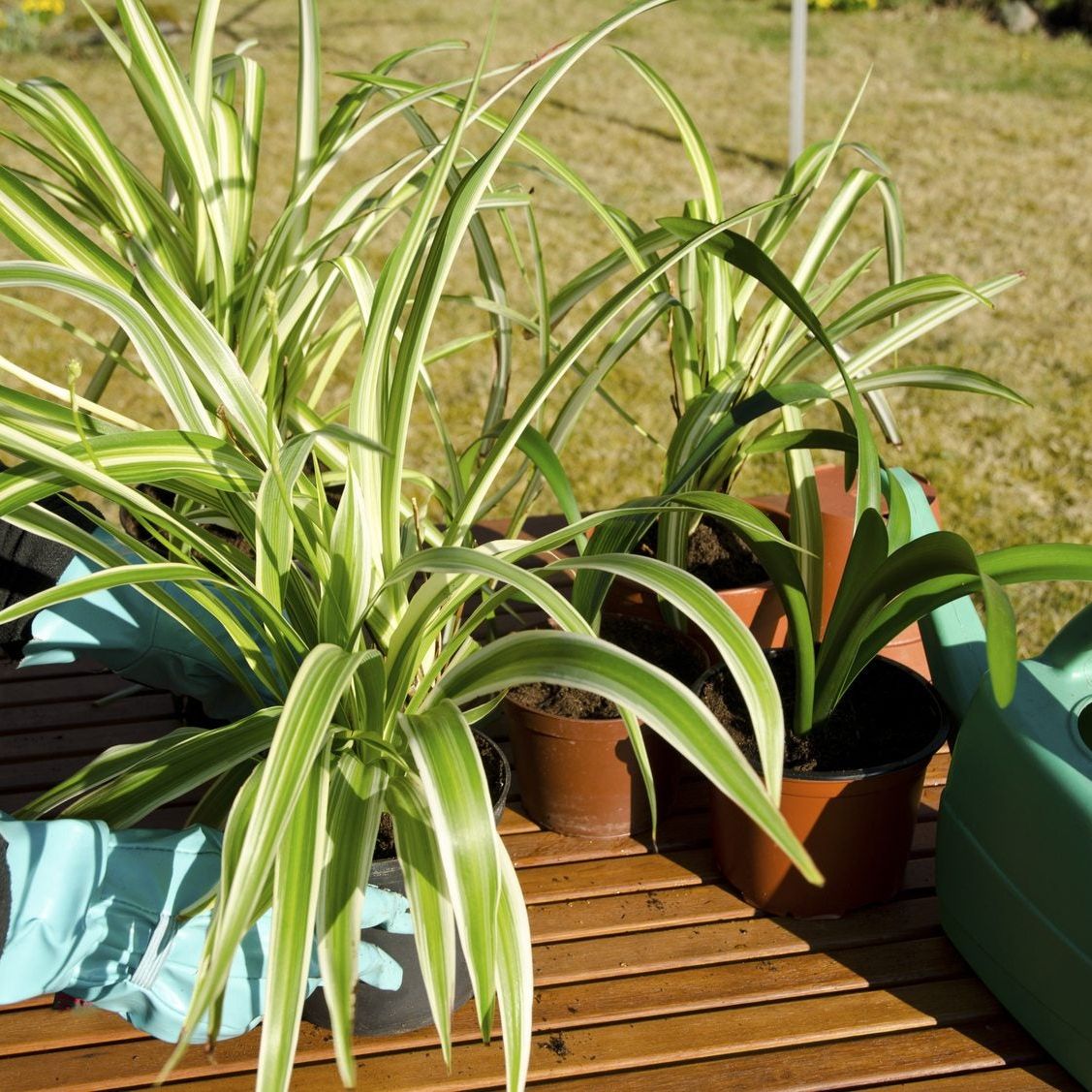 pots for house plants LE TAUCI 12 Inch Pots for Plants, Ceramic Pots for Indoor Plants, Plan   LETAUCI