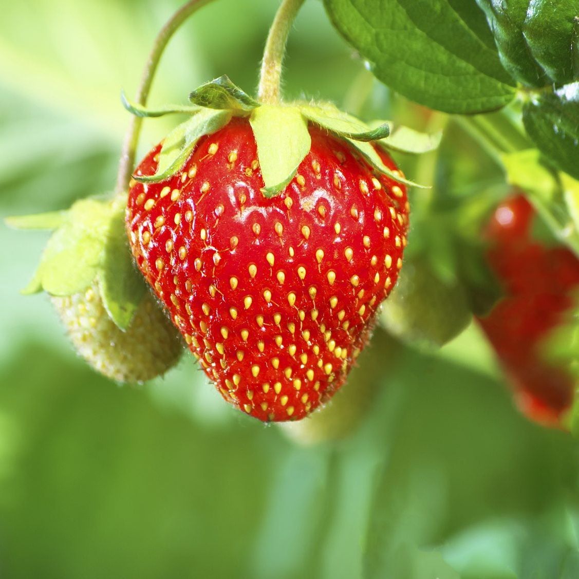 Can I Harvest Strawberry Seeds - How To Save Strawberry Seeds For Planting  | Gardening Know How